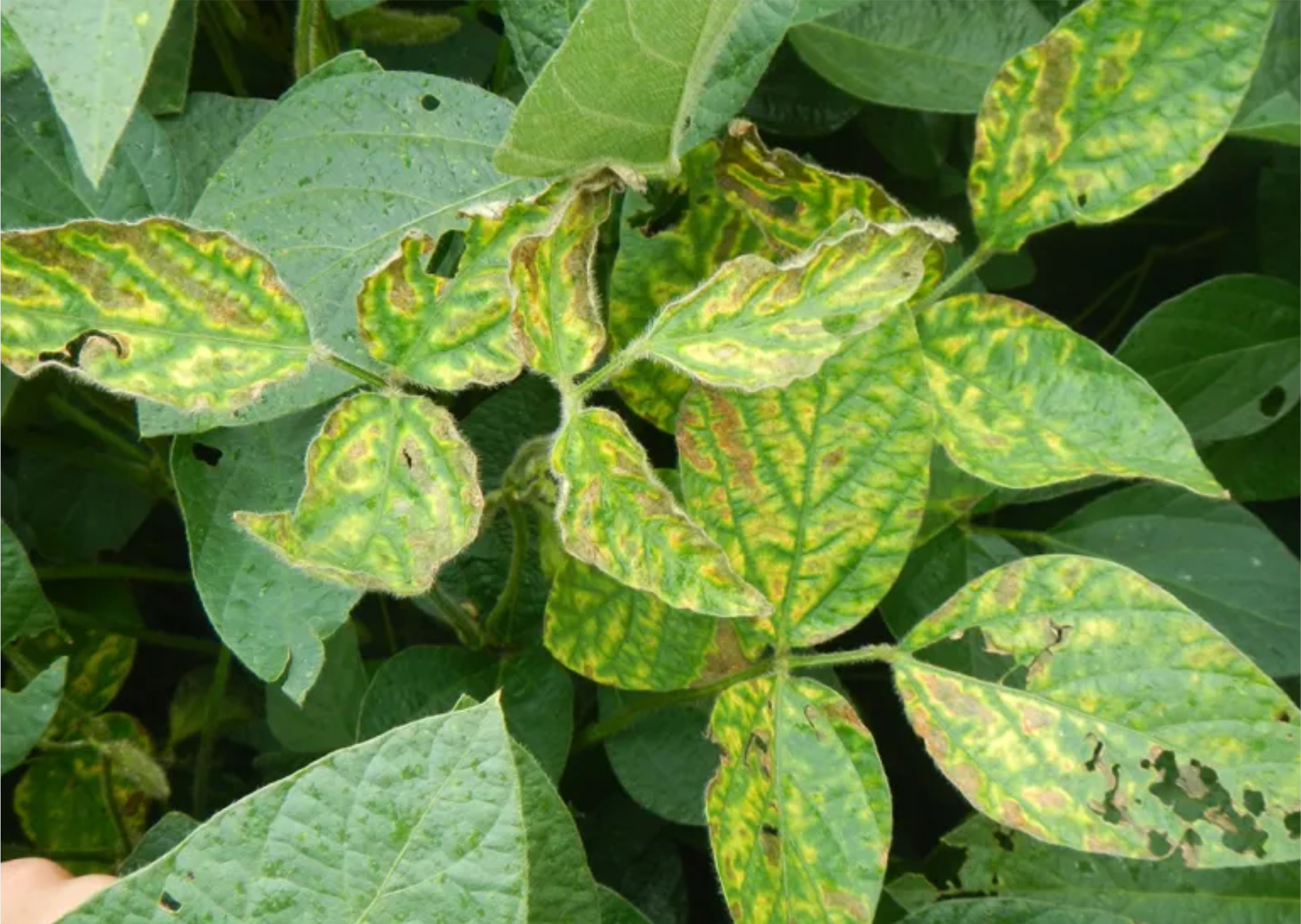 Fungicides.png