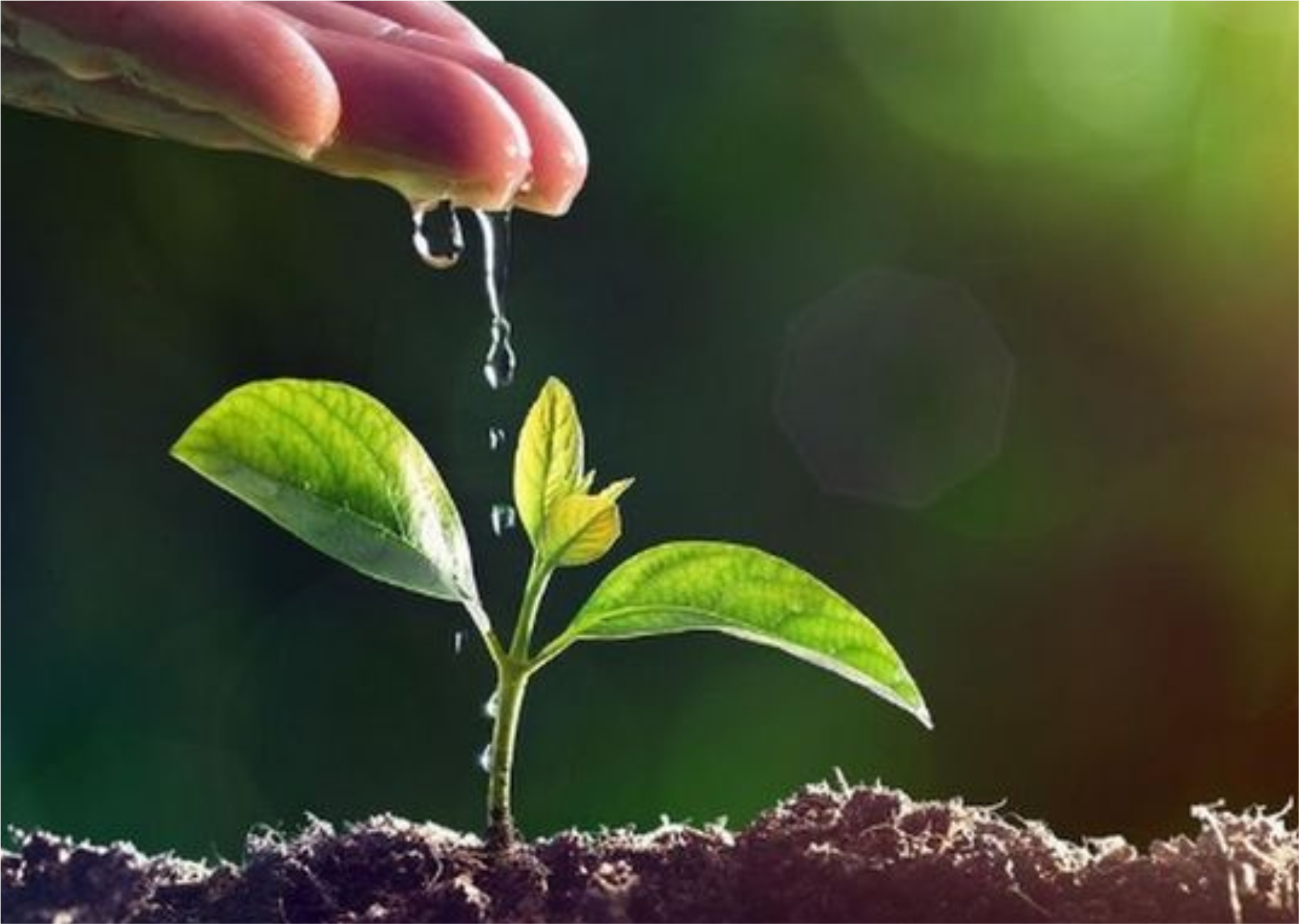 Plant-growth-regulator.png